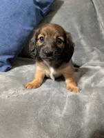 Ruby, a female Miniature Dachshund for sale in Aiken, SC – 3 of 4