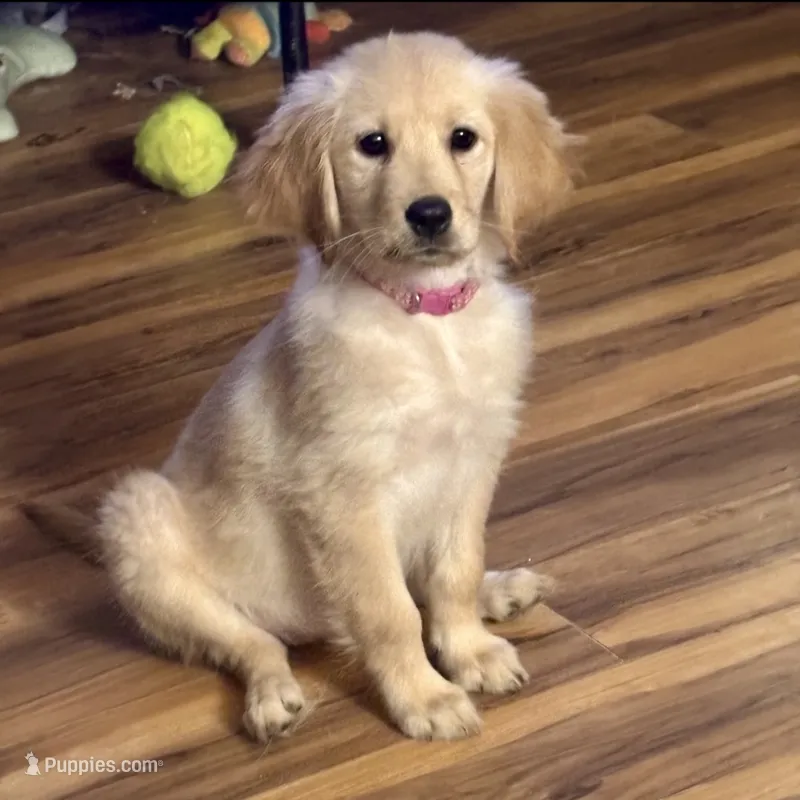 Luna – Golden Retriever puppy for sale in Aiken, SC