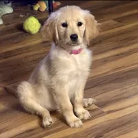 Luna, a female Golden Retriever for sale in Aiken, SC – 1 of 1