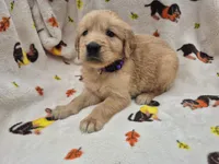 Susie, a female Golden Retriever for sale in Aiken, SC – 2 of 3