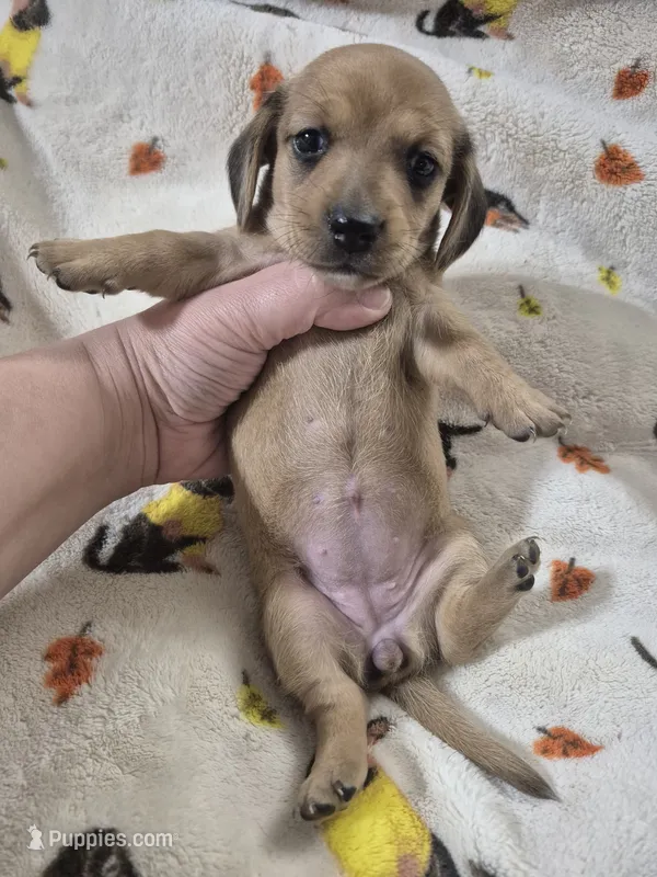 Rosie  – Miniature Dachshund puppy for sale in Aiken, SC