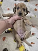 Rosie , a female Miniature Dachshund for sale in Aiken, SC – 1 of 4