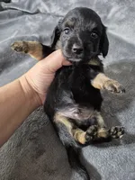 River, a male Miniature Dachshund for sale in Aiken, SC – 2 of 2