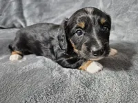 Marcus , a male Miniature Dachshund for sale in Aiken, SC – 2 of 3
