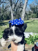 Teacup Blue/green eye schnauzer , a female Miniature Schnauzer for sale in Centerville, TX – Photo 4 of 5