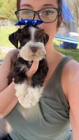 Teacup Blue/green eye schnauzer , a female Miniature Schnauzer for sale in Centerville, TX – Photo 5 of 5
