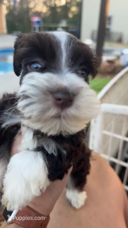 Teacup Blie/green schnauzer , a female Miniature Schnauzer for sale in Centerville, TX – Photo 1 of 2