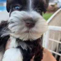 Teacup Blue/green eye schnauzer , a female Miniature Schnauzer for sale in Centerville, TX – Photo 2 of 5
