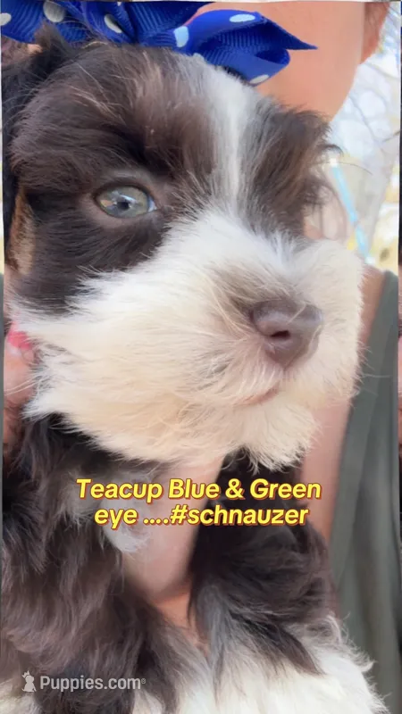 Teacup Blue/green eye schnauzer  – Miniature Schnauzer puppy for sale in Centerville, TX