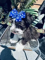RARE Double Blue eye toy schnauzer, a female Miniature Schnauzer for sale in Centerville, TX – Photo 4 of 5