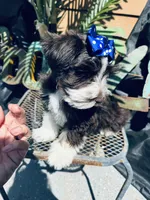 RARE Double Blue eye toy schnauzer, a female Miniature Schnauzer for sale in Centerville, TX – Photo 5 of 5
