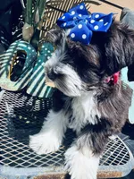 RARE Double Blue eye toy schnauzer, a female Miniature Schnauzer for sale in Centerville, TX – Photo 3 of 5