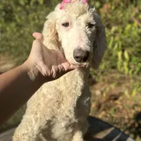 Snow White, a female Sheepadoodle for sale in Centerville, TX – Photo 3 of 4
