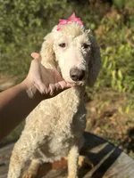 processed/f989b9f3-1e70-4dca-8a47-95a08c09fed4/listing/17181b02-3385-4942-88ce-452c6e06791e/6b89b45d-2878-4aa5-97c1-2bc0eb3aa8af