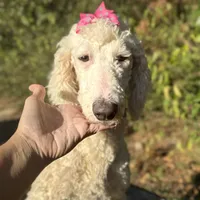 Snow White, a female Sheepadoodle for sale in Centerville, TX – Photo 1 of 4