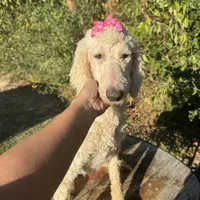 Snow White, a female Sheepadoodle for sale in Centerville, TX – Photo 4 of 4