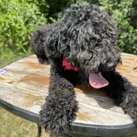 bernedoodle, a male Bernedoodle for sale in Centerville, TX – Photo 2 of 3