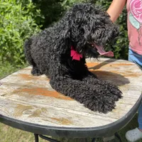 bernedoodle, a male Bernedoodle for sale in Centerville, TX – Photo 3 of 3