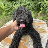 bernedoodle, a male Bernedoodle for sale in Centerville, TX – Photo 1 of 3