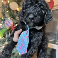 Dark knight Poodle, a male Poodle - Standard  for sale in Centerville, TX – Photo 7 of 7