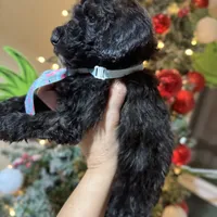 Dark knight Poodle, a male Poodle - Standard  for sale in Centerville, TX – Photo 5 of 7
