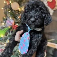 Dark knight Poodle, a male Poodle - Standard  for sale in Centerville, TX – Photo 6 of 7