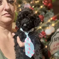 Dark knight Poodle, a male Poodle - Standard  for sale in Centerville, TX – Photo 4 of 7