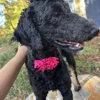 Dark knight Poodle, a male Poodle - Standard  for sale in Centerville, TX – Photo 3 of 7