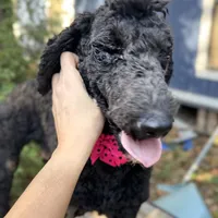 Dark knight Poodle, a male Poodle - Standard  for sale in Centerville, TX – Photo 1 of 7
