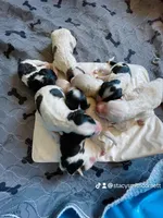 Expecting, a male Sheepadoodle and Poodle - Standard  for sale in Centerville, TX – Photo 3 of 7