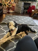 Expecting, a male Sheepadoodle and Poodle - Standard  for sale in Centerville, TX – Photo 5 of 7