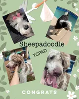 Expecting, a male Sheepadoodle and Poodle - Standard  for sale in Centerville, TX – Photo 7 of 7