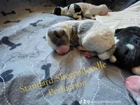 Expecting, a male Sheepadoodle and Poodle - Standard  for sale in Centerville, TX – Photo 2 of 7