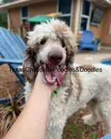 Expecting, a male Sheepadoodle and Poodle - Standard  for sale in Centerville, TX – Photo 6 of 7
