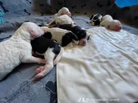 Expecting, a male Sheepadoodle and Poodle - Standard  for sale in Centerville, TX – Photo 4 of 7