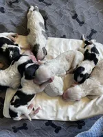 Expecting, a male Sheepadoodle and Poodle - Standard  for sale in Centerville, TX – Photo 1 of 7