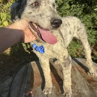 Male Bernedoodle, a male Bernedoodle for sale in Centerville, TX – Photo 1 of 2