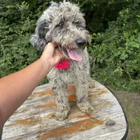 Male Bernedoodle, a male Bernedoodle for sale in Centerville, TX – Photo 2 of 2