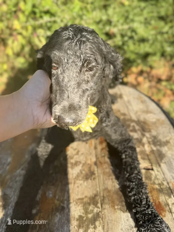 Moyen boy Bernedoodle’