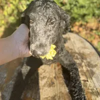 Moyen boy Bernedoodle’, a male Bernedoodle for sale in Centerville, TX – Photo 1 of 3