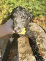 processed/f989b9f3-1e70-4dca-8a47-95a08c09fed4/listing/73c27ae3-e417-4cc7-8210-82a577a7b509/373bd688-c5fd-4289-92b4-6074b4ce18bd