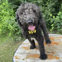 Moyen boy Bernedoodle’, a male Bernedoodle for sale in Centerville, TX – Photo 3 of 3