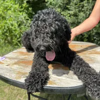 Moyen boy Bernedoodle’, a male Bernedoodle for sale in Centerville, TX – Photo 2 of 3