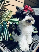 Toy deep chocolate partI, a female Miniature Schnauzer for sale in Centerville, TX – Photo 3 of 7