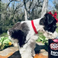Toy deep chocolate partI, a female Miniature Schnauzer for sale in Centerville, TX – Photo 4 of 4