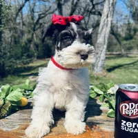 Toy deep chocolate partI, a female Miniature Schnauzer for sale in Centerville, TX – Photo 3 of 4