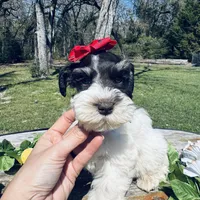 Toy deep chocolate partI, a female Miniature Schnauzer for sale in Centerville, TX – Photo 2 of 4