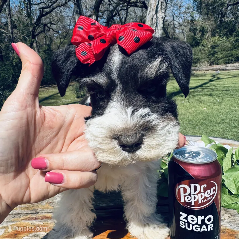 Toy deep chocolate partI – Miniature Schnauzer puppy for sale in Centerville, TX