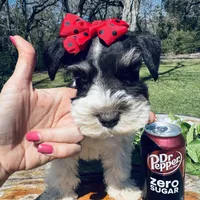 Toy deep chocolate partI, a female Miniature Schnauzer for sale in Centerville, TX – Photo 1 of 4