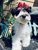 Toy deep chocolate partI, a female Miniature Schnauzer for sale in Centerville, TX – Photo 1 of 7